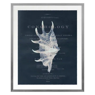Grand Image Home Conchology Strombus Lambis By Porter Design - Single Picture Frame Print On Paper In Blue;brown;gray