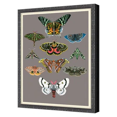 Grand Image Home Entomology Moths Chart By Thicket Design - Single Picture Frame Print On Paper In White;green;gray;yellow;pink;orange