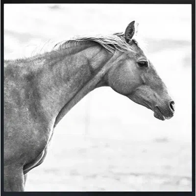 Grand Image Home Horse Fr Bw By Chris Dunker - Picture Frame Photograph In Black;white;gray