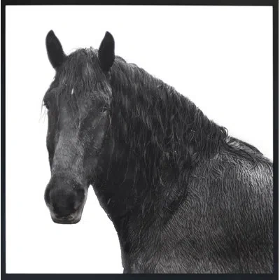 Grand Image Home Horse Riggs Farm 5 By Chris Dunker - Picture Frame Photograph In Black;white