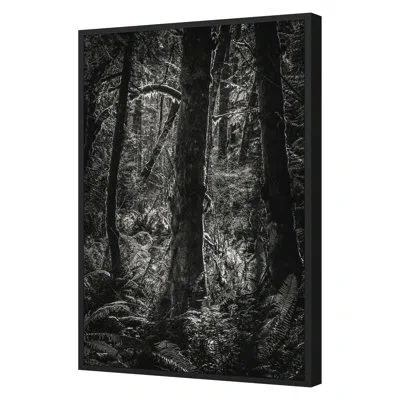 Grand Image Home " Lowland Winter Forest No 11, Tiger Mountain " By Bisig, Steve In Black;white