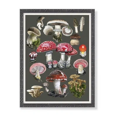 Grand Image Home Mushroom Chart By Thicket Design - Picture Frame Graphic Art In Brown;white;green;gray;red;pink