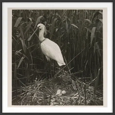 Grand Image Home St. Elmo Stream By The Studio - Picture Frame Photograph In Brown;white;gray