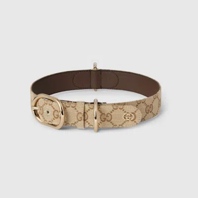 Gucci Halsband Für Grosse/sehr Grosse Haustiere In Sand
