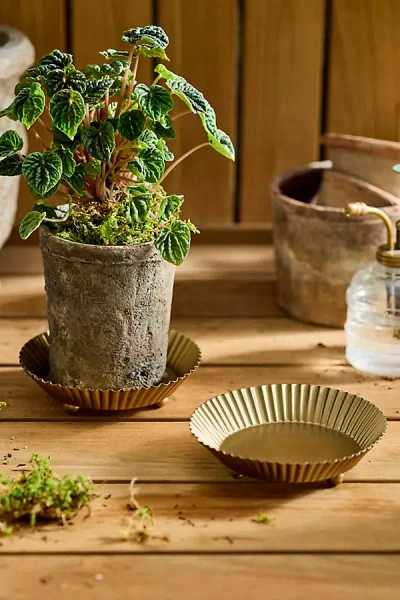 Habit & Form Tart Plant Trays, Set Of 2 Brass