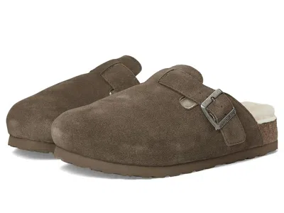 Haflinger Hawk In Brown