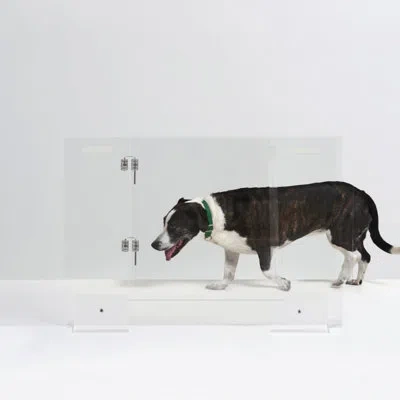Hiddin Clear Freestanding Pet Gate With Door