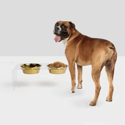 Hiddin Medium Clear Elevated Feeder With Gold Bowls