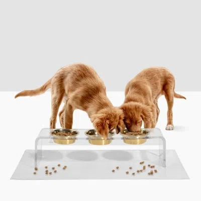 Hiddin Medium Triple Dog Bowl Feeder With Gold Bowls In Gold;clear