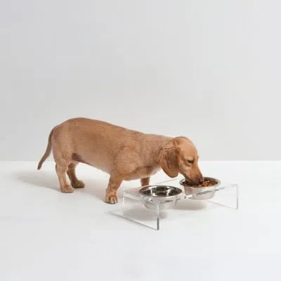 Hiddin Small Clear Elevated Feeder With Silver Bowls
