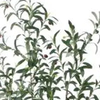 Hivvago 43" Green Olive Artificial Tree In A White Pot