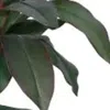 Hivvago 46" Green Dracaena Artificial Tree In A White Pot In Green