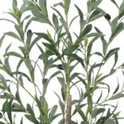 Hivvago 46" Green Olive Artificial Tree In A Black Pot