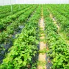 Hivvago 6.5 X 330/4 X 250/6 X 300 Feet Weed Barrier Landscape Fabric-6 Ft