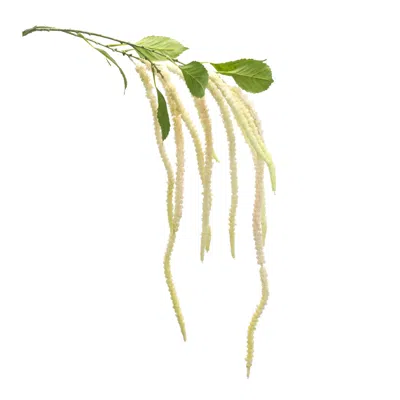 Hivvago Amaranthus Floral Stem (set Of 4) In Green