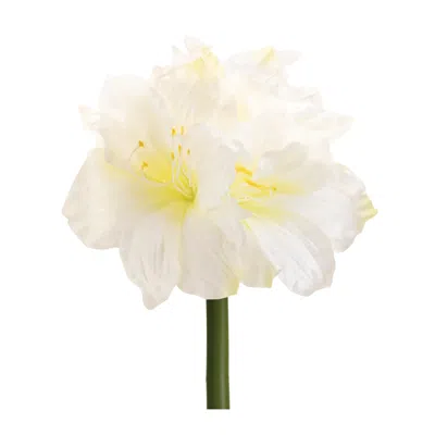 Hivvago Amaryllis Elegance - Set Of 6 In White
