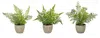 Hivvago Assorted Fern Plant In Grey Pot (set Of 3) In Green