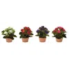 Hivvago Assorted Kalanchoe Flower In Terra Cotta (set Of 4) In Multi