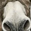 Hivvago Cute Donkeys Canvas Unframed Print Wall Art In Multi
