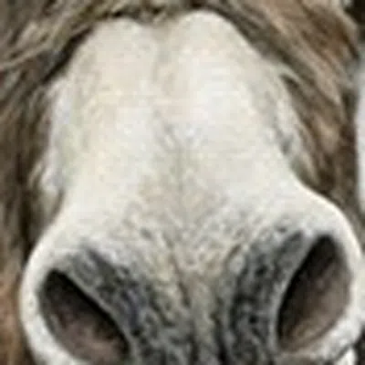 Hivvago Cute Donkeys Canvas Unframed Print Wall Art In Multi