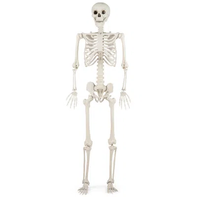 Hivvago Halloween Skeleton Decoration Life Size Large Skeleton