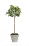 Hivvago Potted Herb (set Of 2) In Green