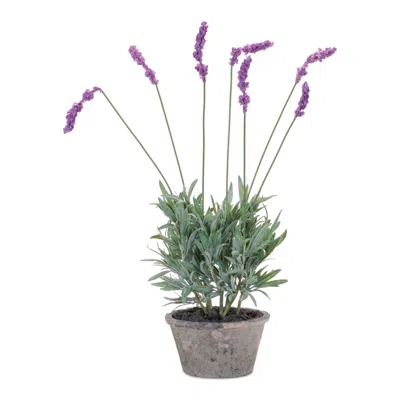 Hivvago Potted Lavender Plant (set Of 4) In Multi