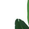 Hivvago Set Of Two 53" Green Banana Leaf Artificial Tree In A Black Pot In Green