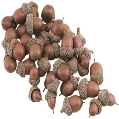 Homegifo Acorns 40/pkg. In Brown