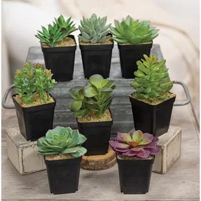 Homegifo Artificial Potted Succulent 8 Asstd. In Black
