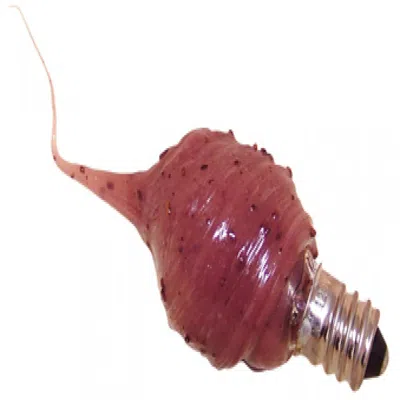 Homegifo Cinnamon Spice Bulb 4 Watt In Red