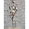 Homegifo *cotton Branch W/shells 30"
