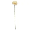 Homegifo *cream Pompom Spray