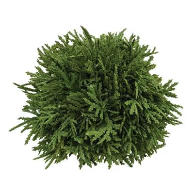 Homegifo Cypress Orb In Green