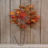 Homegifo Fall Maple Leaves Stem