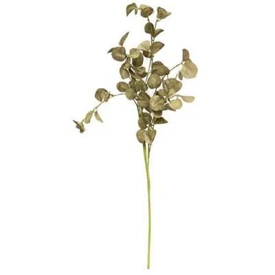 Homegifo Foamy Silver Dollar Pick Sage 16" In Green