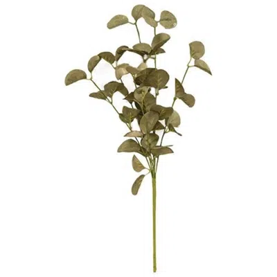 Homegifo Foamy Silver Dollar Spray Sage In Green