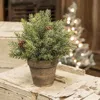 Homegifo Frosted Spruce Sphere W/pot 9"