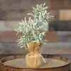 Homegifo *frosty Herb Tree 10"