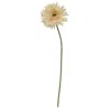 Homegifo *gerbera Daisy Stem Cream Pink