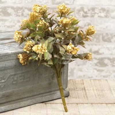 Homegifo Late Bloomer Bush 11" Cream In Yellow