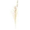 Homegifo Late Summer Bunny Tail & Dried Grass Spray