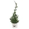 Homegifo Mini Cypress Tree In "fresh Cut Trees" Pot