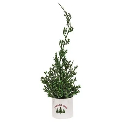 Homegifo Mini Cypress Tree In "fresh Cut Trees" Pot In White