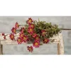 Homegifo Mini Mountain Daisy Bush Burgundy