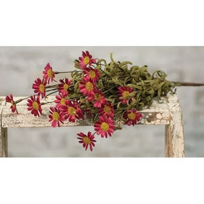 Homegifo Mini Mountain Daisy Bush Burgundy In Brown