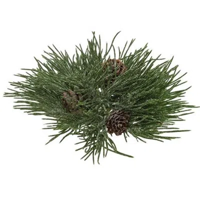 Homegifo Mugo Pine Orb In Green