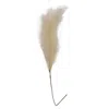 Homegifo *pampas Grass Spray 45" Cream