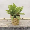 Homegifo Paper Pot Herb 6"
