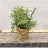 Homegifo Paper Pot Springerri 6"